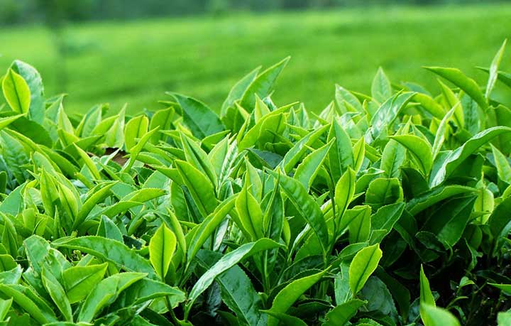 Bật mí cách trị mụn từ trà xanh an toàn, hiệu quả không gây mỏng da